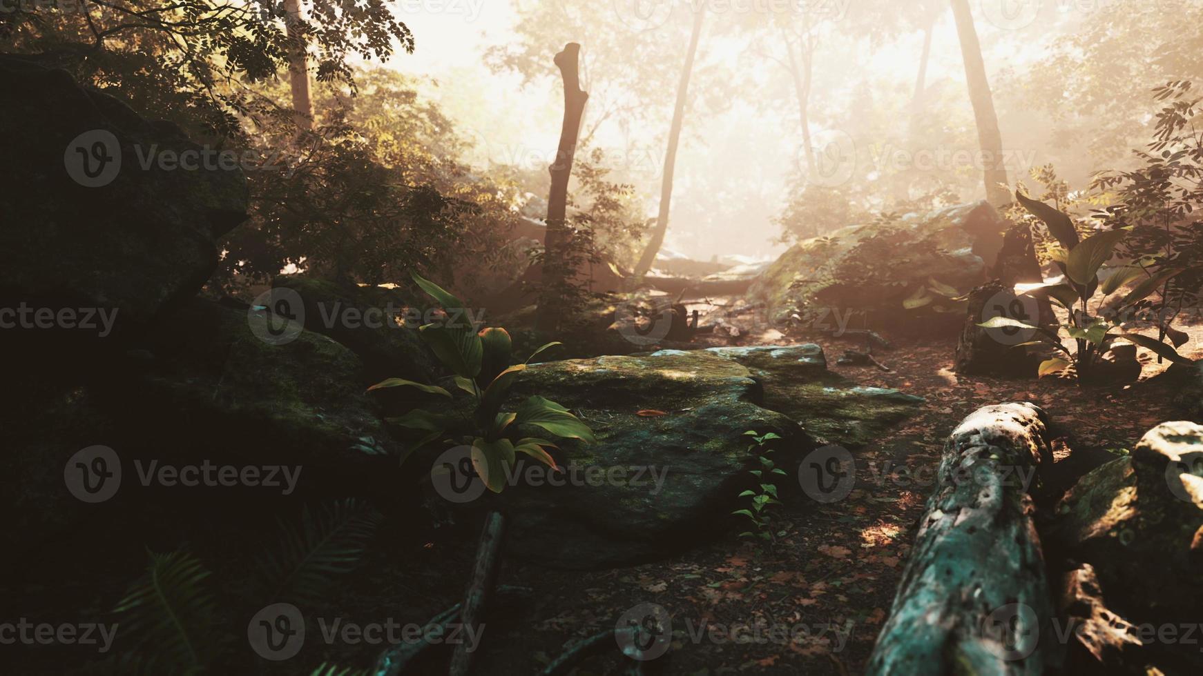 hyperlapse of tropic rainforest jungle with fog and sun rays photo