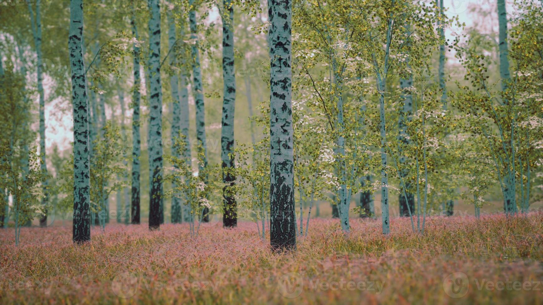 white birch trees in the forest in summer photo
