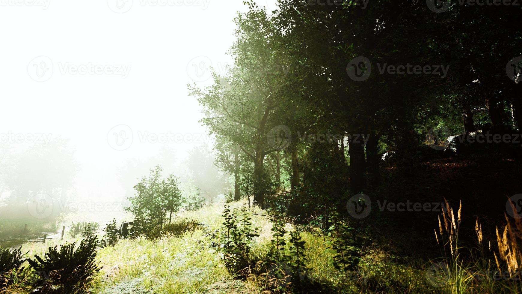 sun is shining through the trees in a young forest timelapse photo