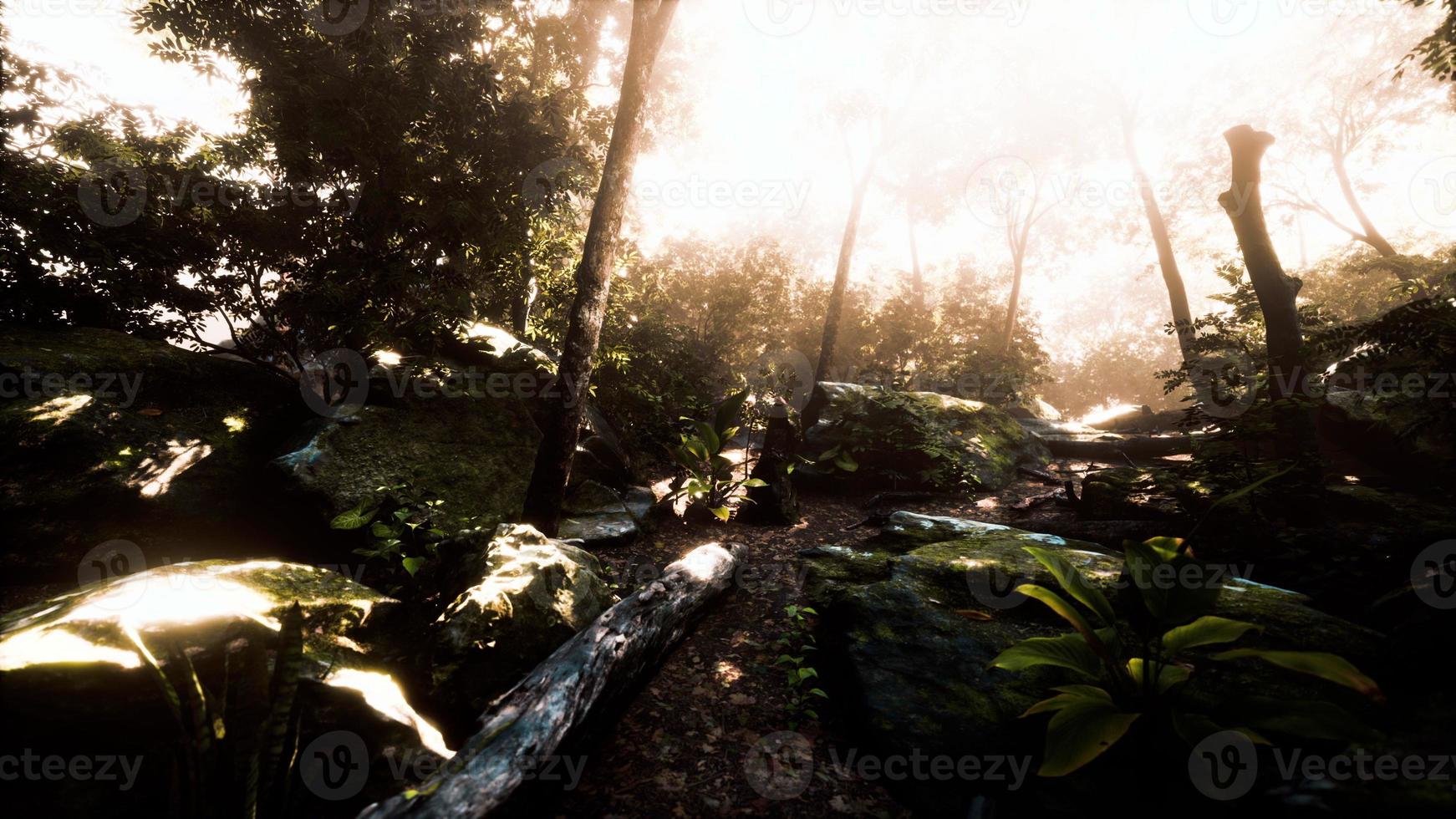 Time lapse of a Tropical jungle in the mountains of Puerto Rico photo