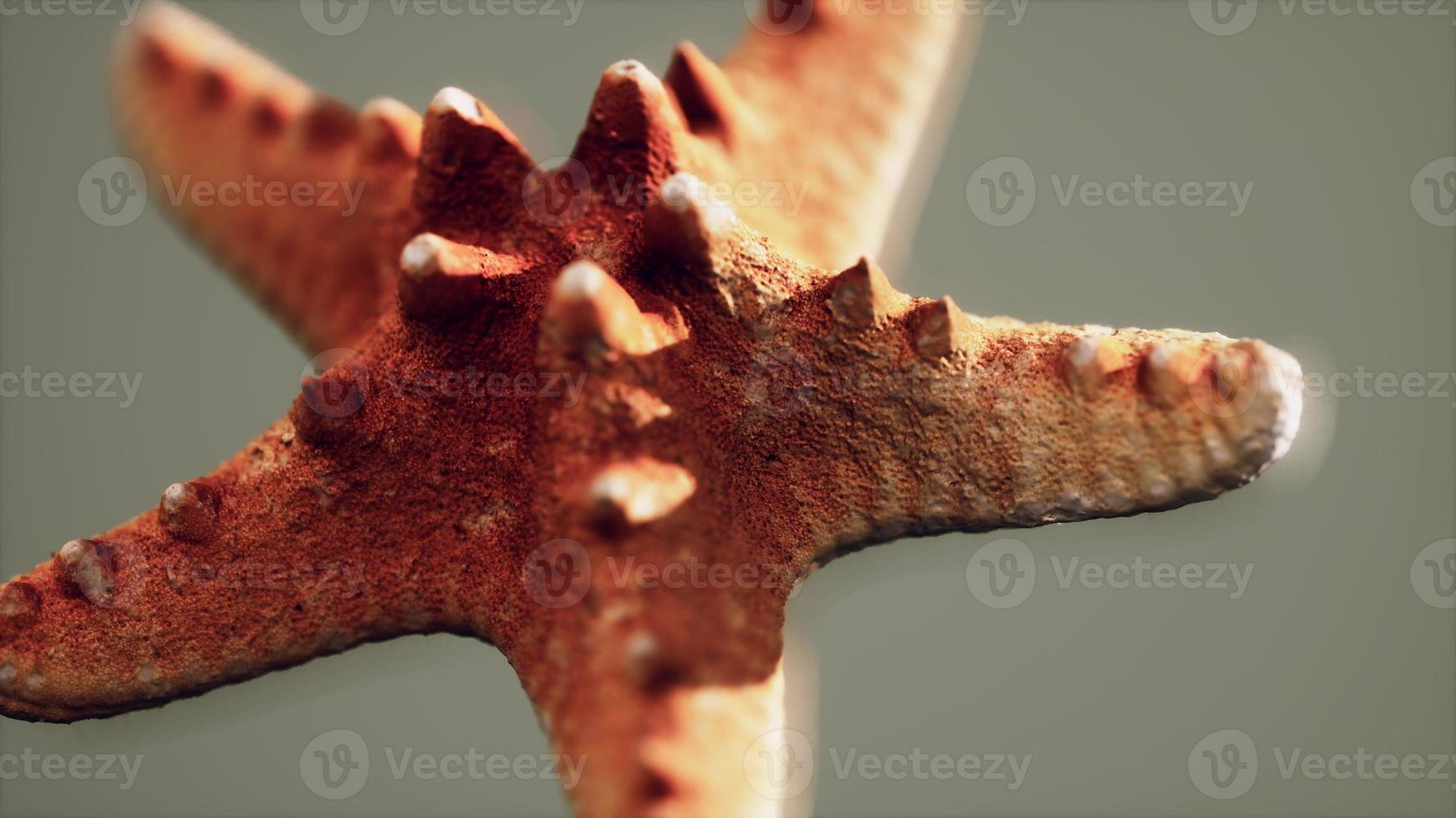 dead dry yellow starfish souvenir photo