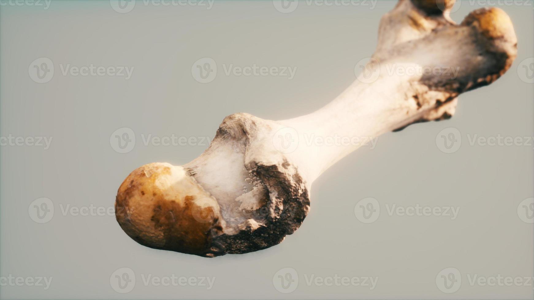 The leg bone of an big animal photo