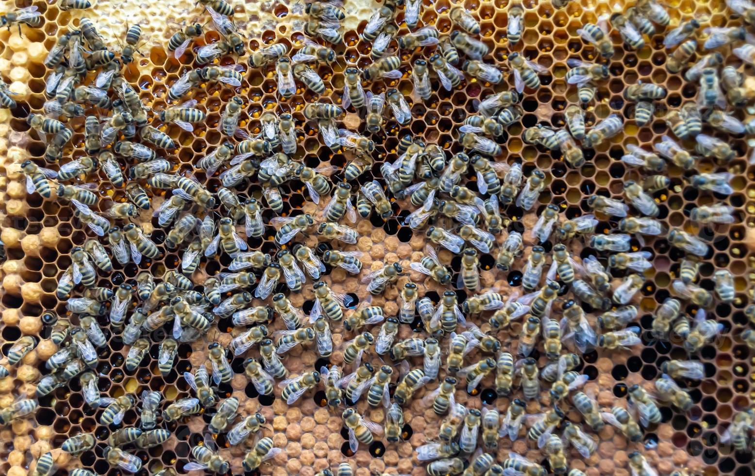 Honeycomb from bee hive filled with golden honey photo