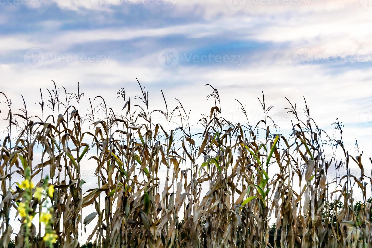 Photography to theme large beautiful harvest corn photo