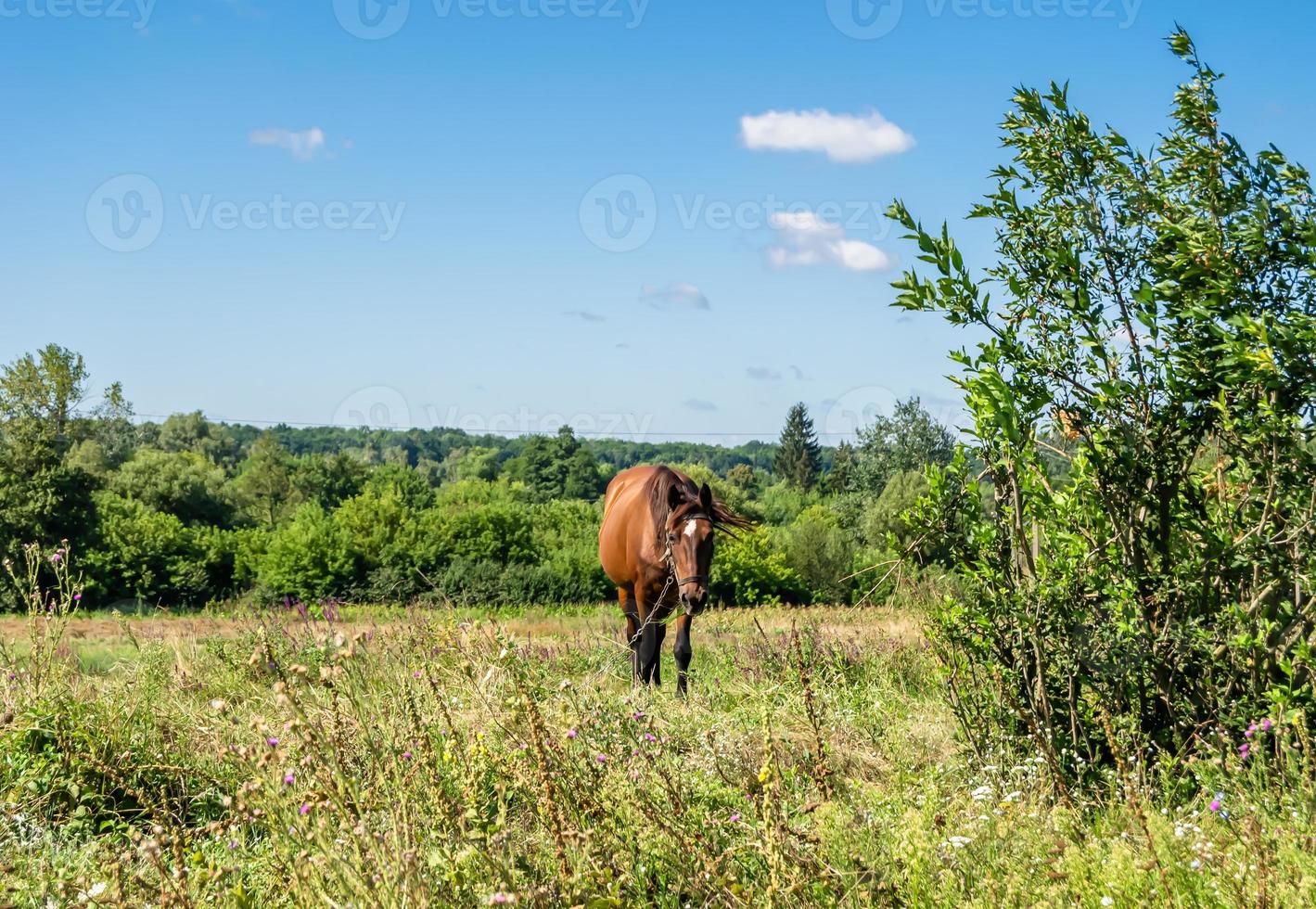 Beautiful wild brown horse stallion on summer flower meadow photo