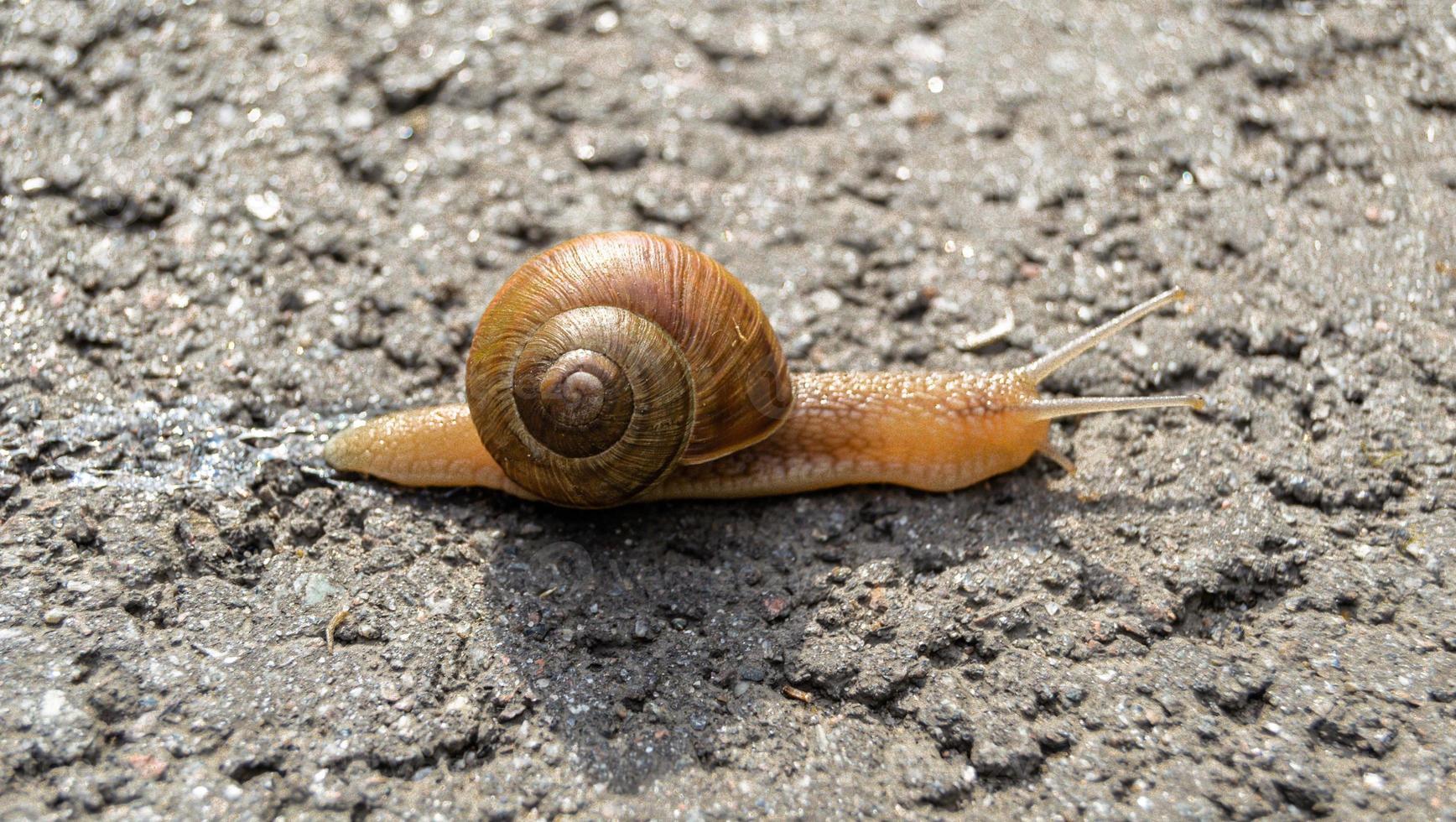 Big garden snail in shell crawling on wet road photo
