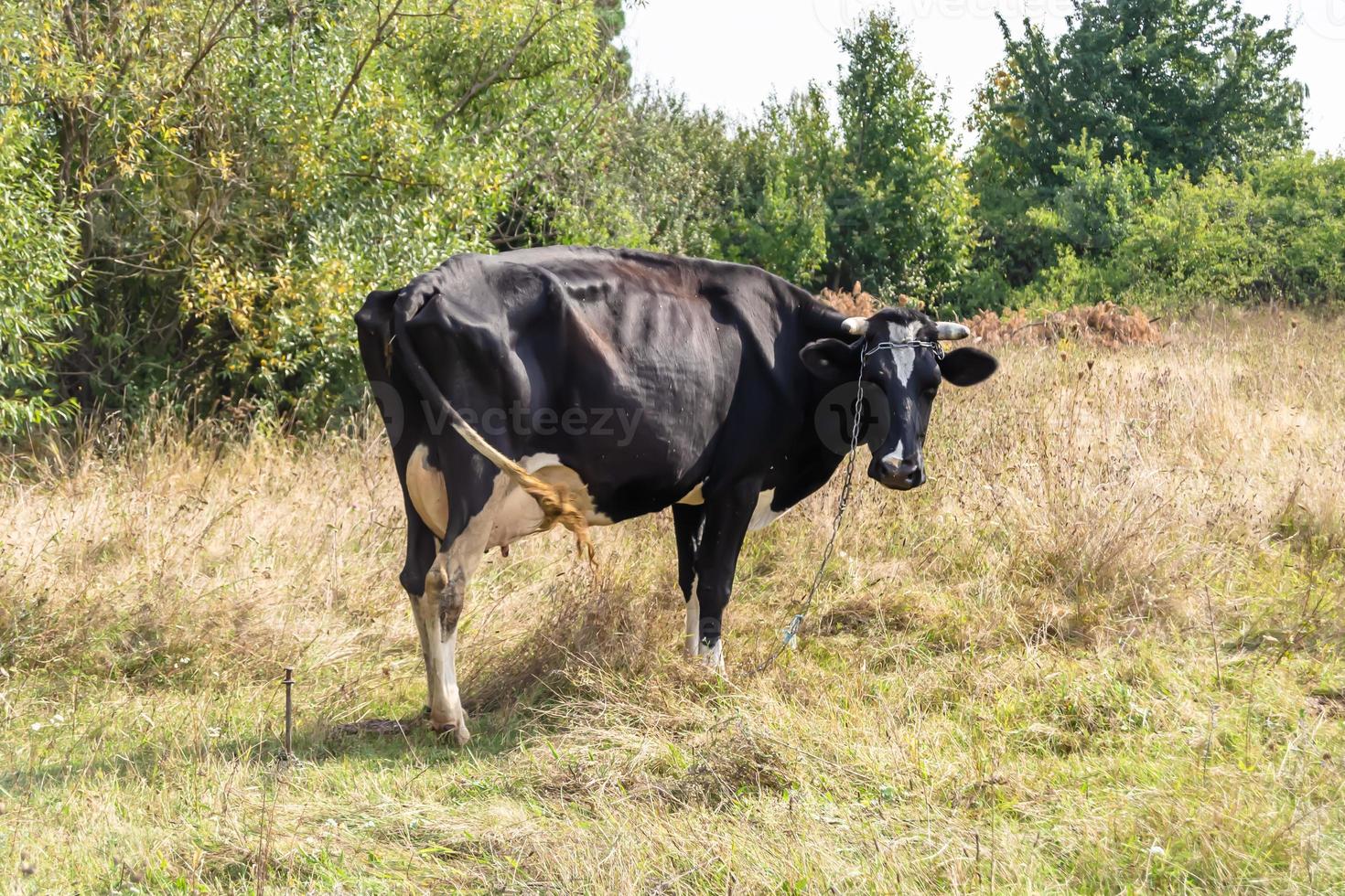 fotografía sobre el tema hermosa gran vaca lechera foto