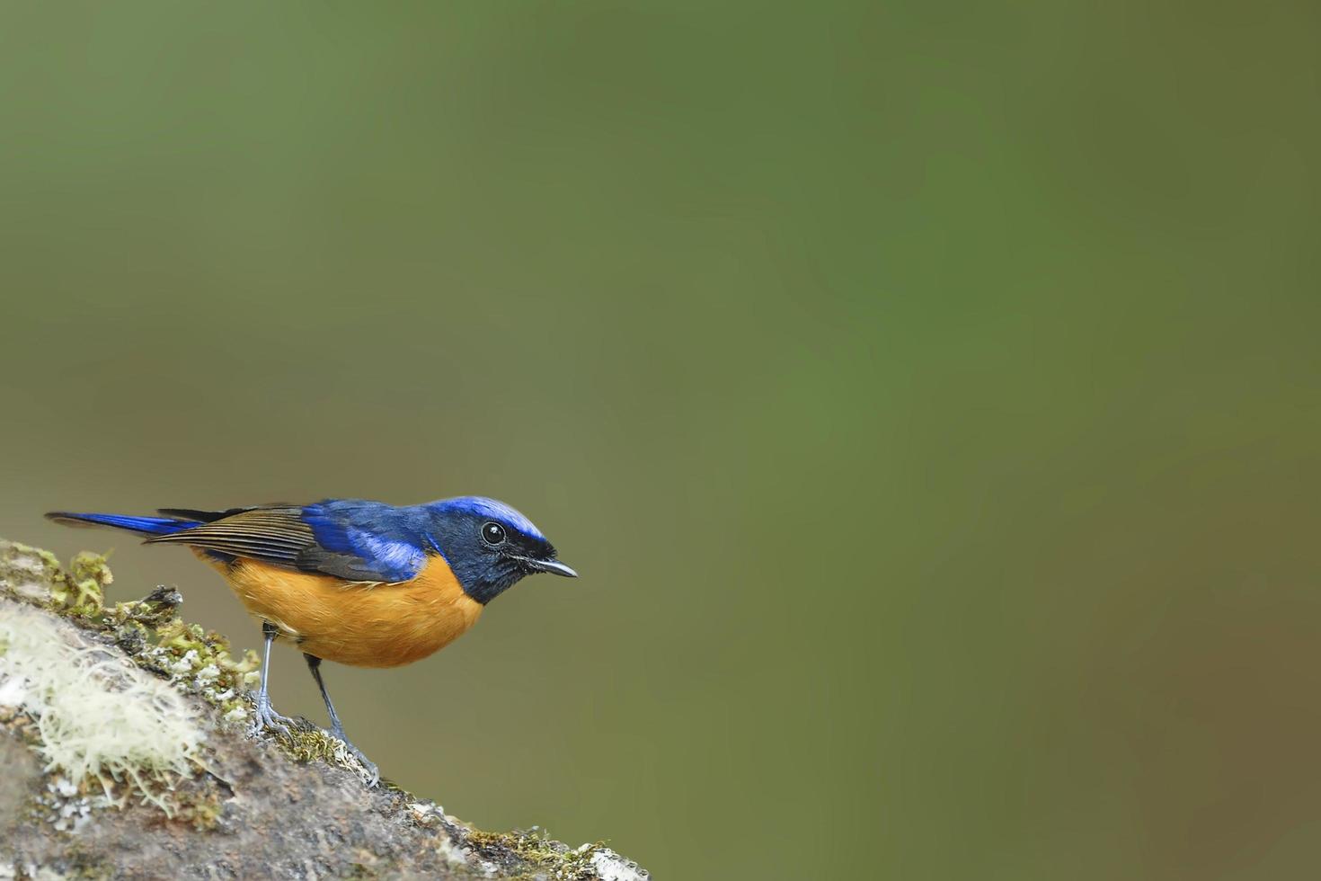 Vivid Niltava Beautiful bird perching on timber photo