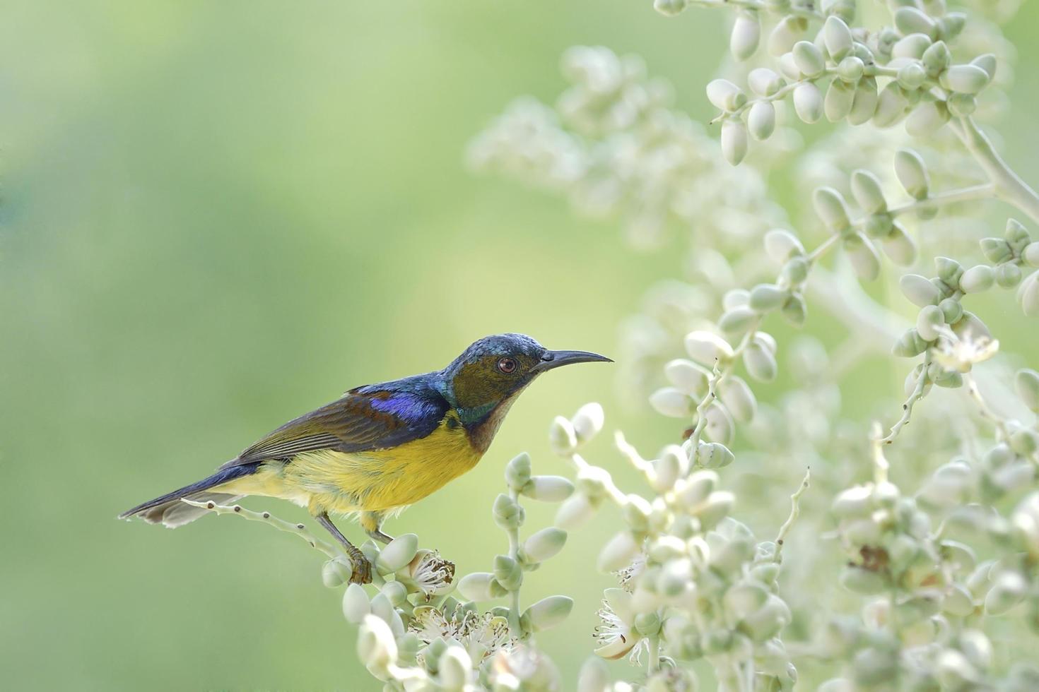 Brown-throated sunbird Bird suck nectar from the Palmyra Palm photo