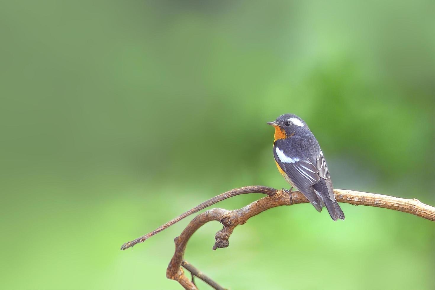 Mugimaki Flycatcher bird ficedula mugimaki, Perching on the be photo