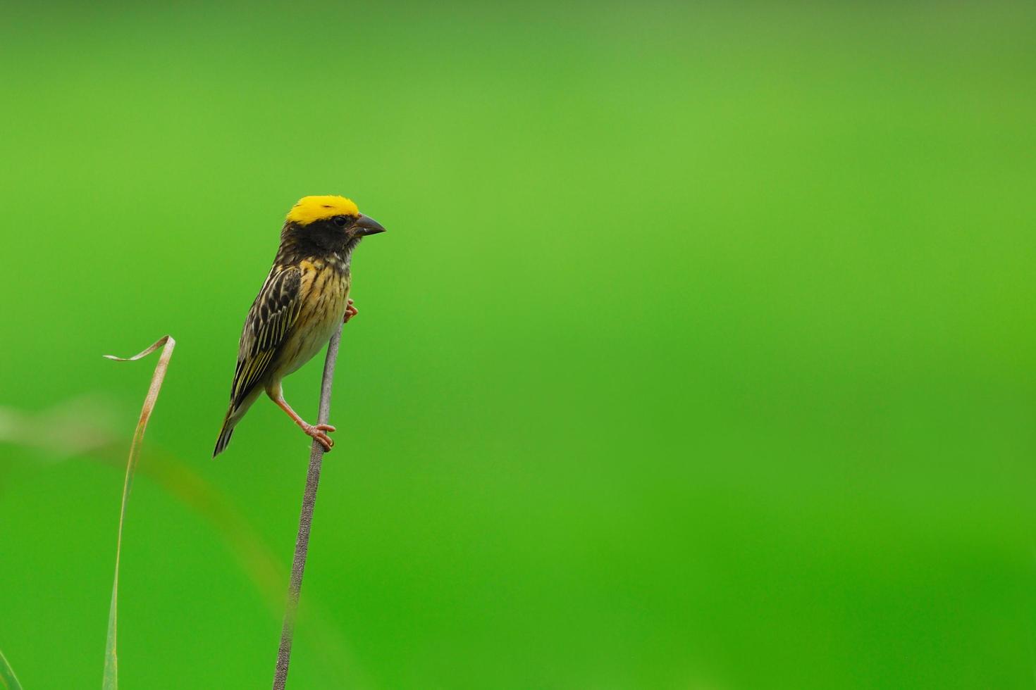 Beautiful bird Streaked weaver perching on grass photo