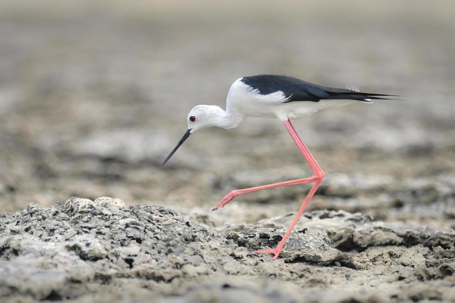 Bird Black-winged Stilt hatching eggs photo