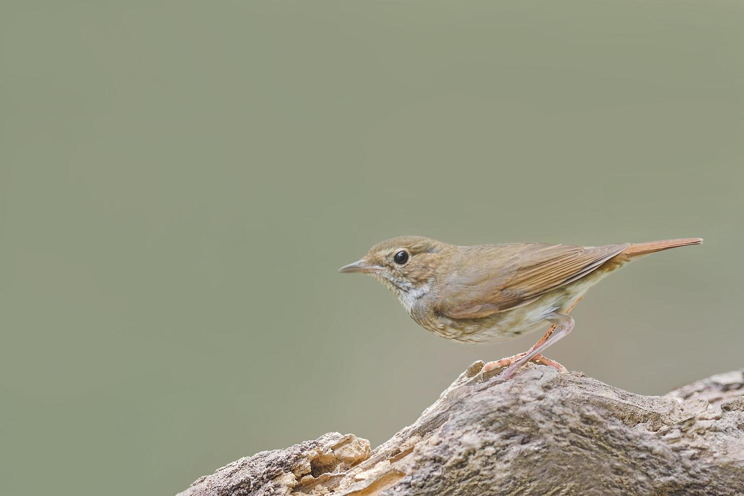 Rufous-tailed Robin perching on beautiful wood photo