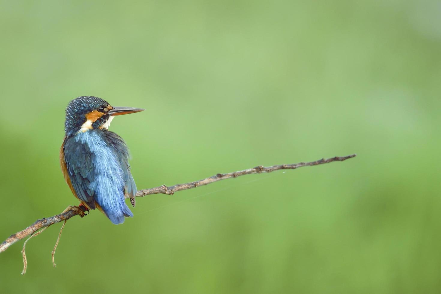 Bird Common Kingfisher perching on beautiful branch and green photo