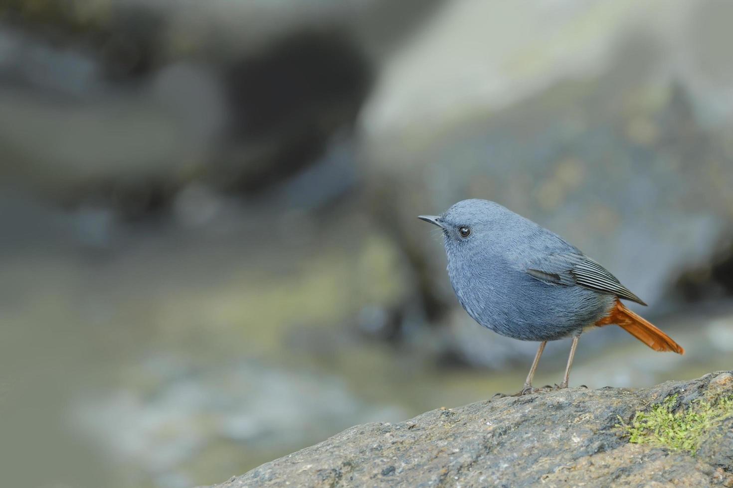 Beautiful bird Plumbeous Redstart perching on stone photo