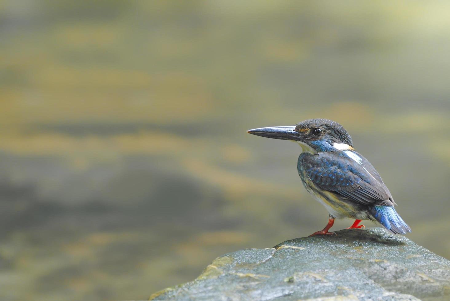 Bird Blue-banded kingfisher perching on the stone photo