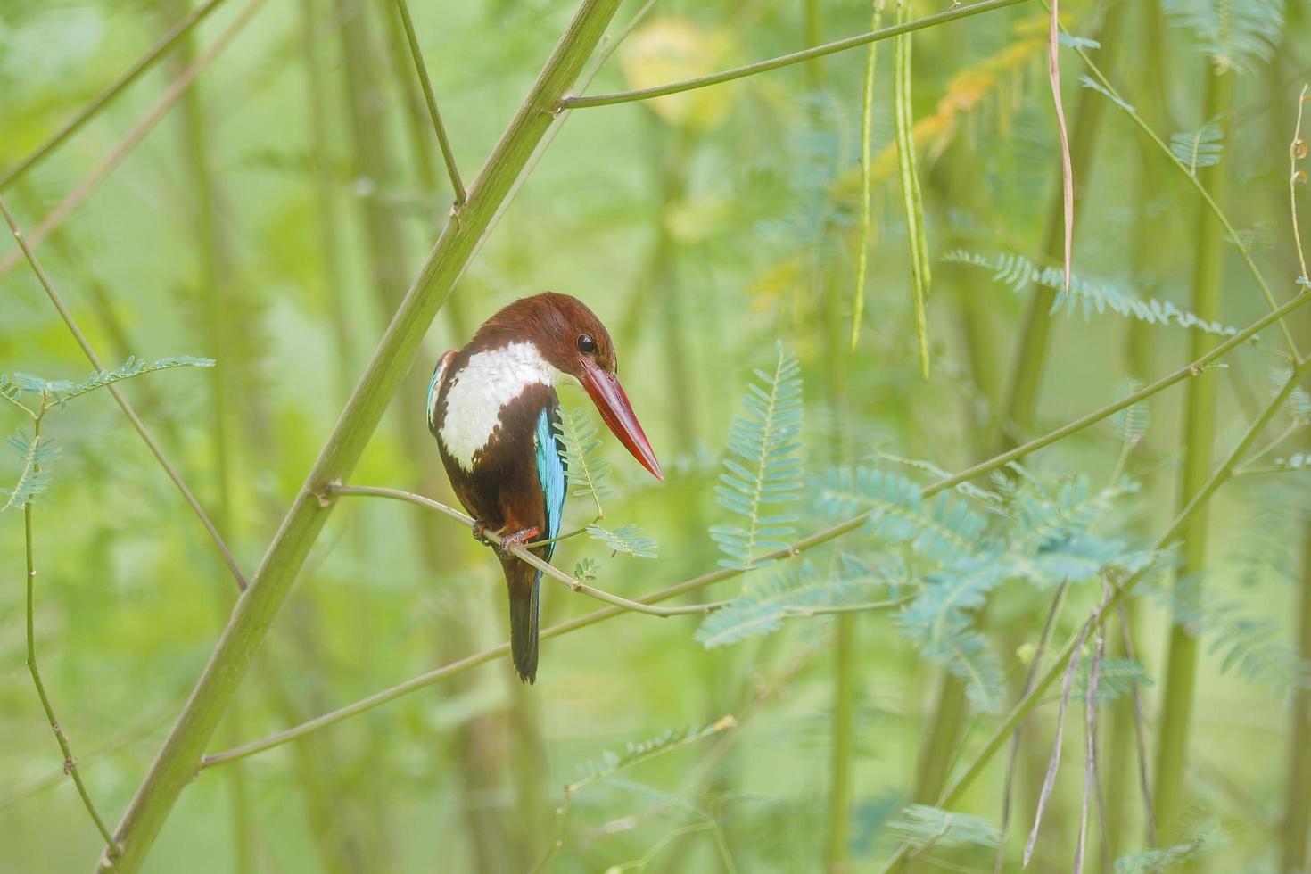 pájaro martín pescador de garganta blanca donde se posan en la hoja foto