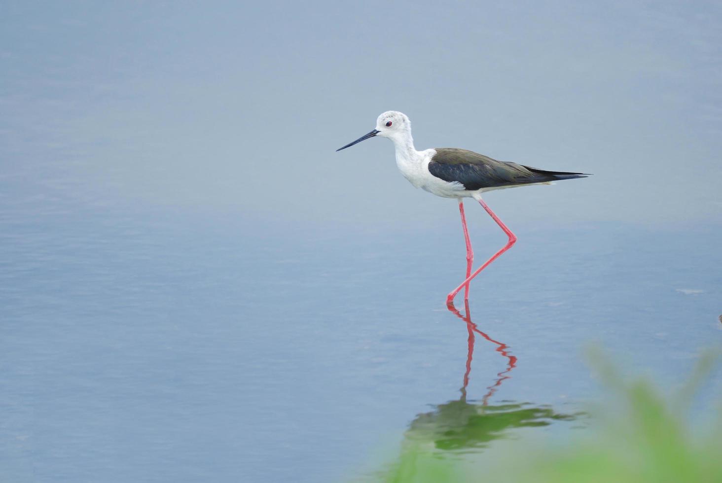 hermoso pájaro zanco de alas negras caminando en el estanque foto