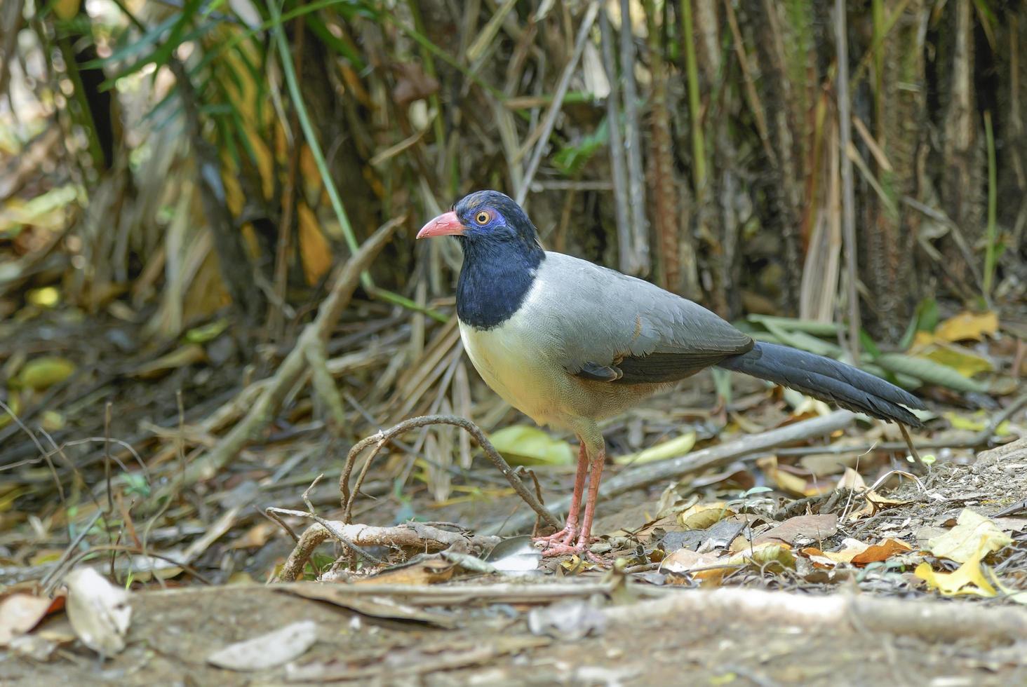 Coral-billed Ground Cuckoo.Beautiful bird on the earth photo