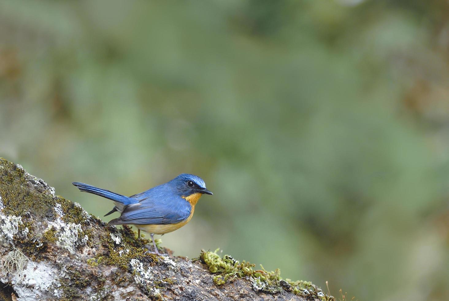 Beautiful bird Hill blue flycatcher perching on log photo