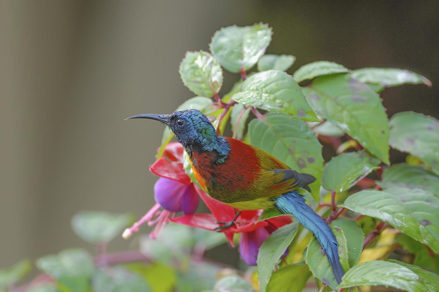 colorido de pájaro pájaro sol de cola verde donde se posan en la flor foto