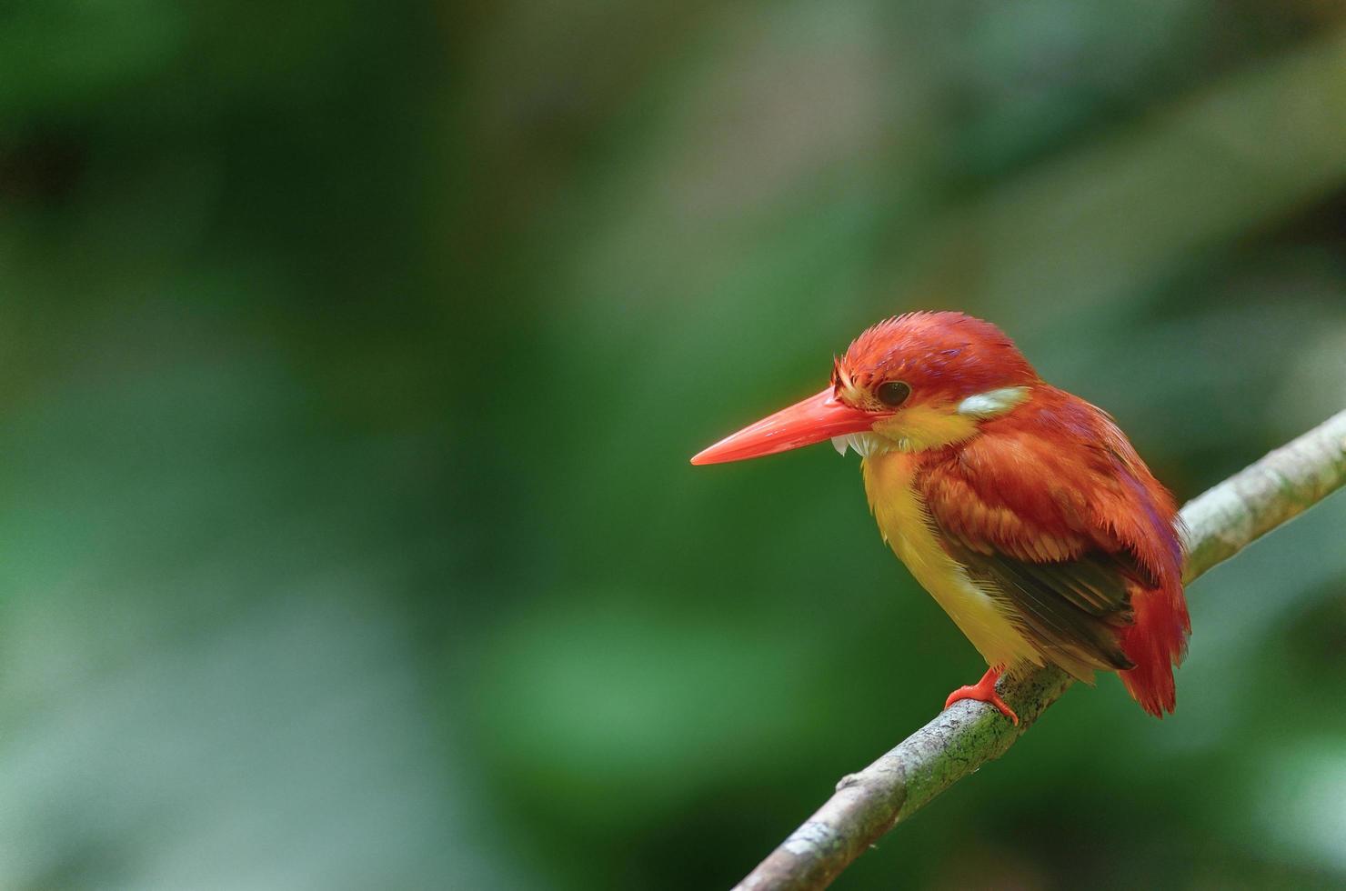 Rufous-backed Kingfisher. Bird of Krabi ,Thailand photo