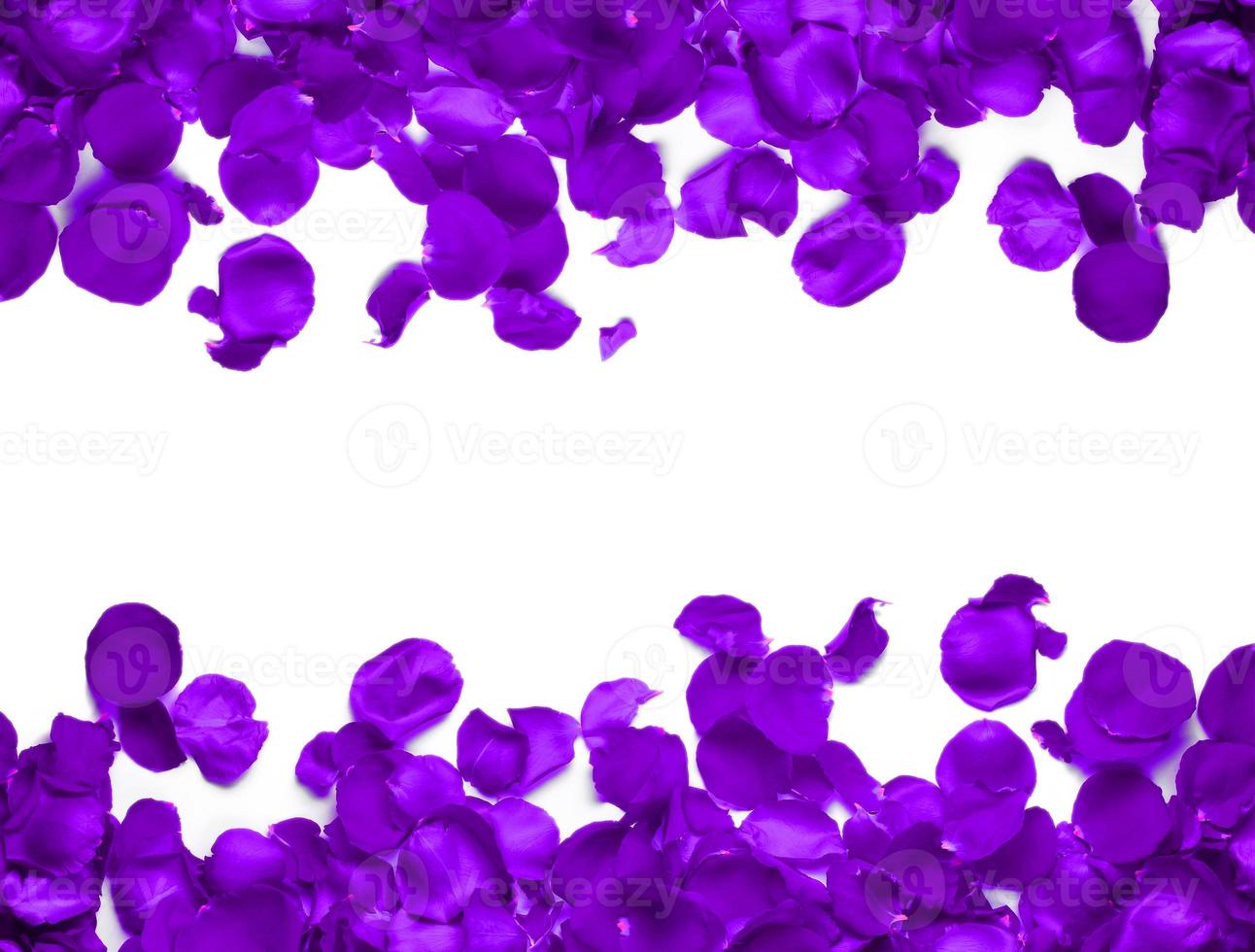 Background with Rose petals, isolated on white background, happy 8th of March copy space photo