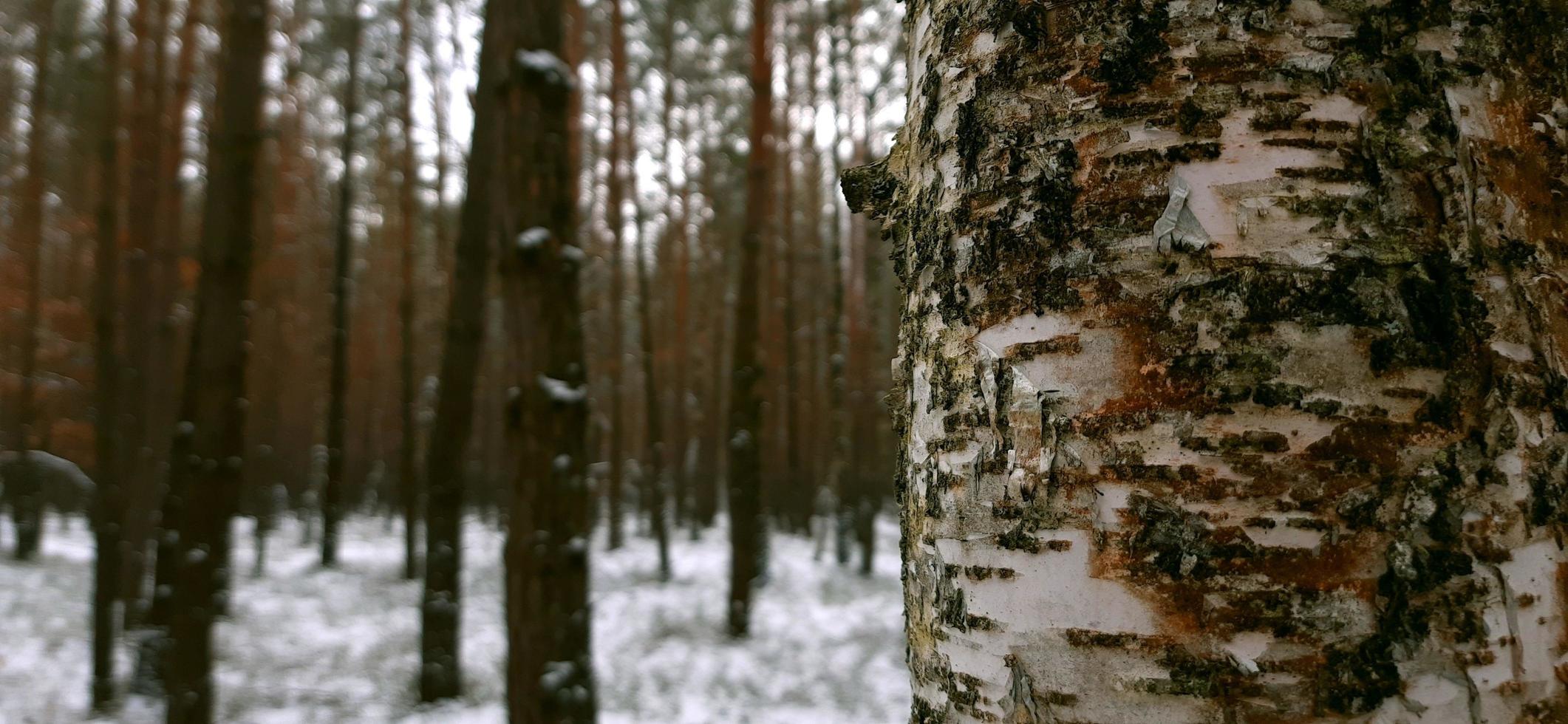 Background winter nature snow day photo