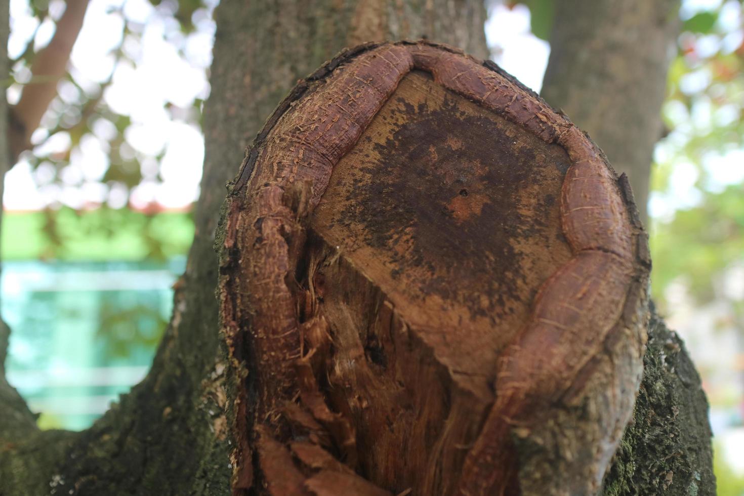 The former ketapang tree trunk photo