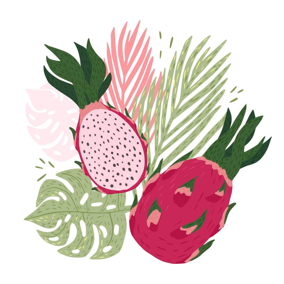 Composition dragon fruit with tropical leaves on white background. Abstract botanical dragon fruit, palm, monstera green and pink color in doodle style. vector