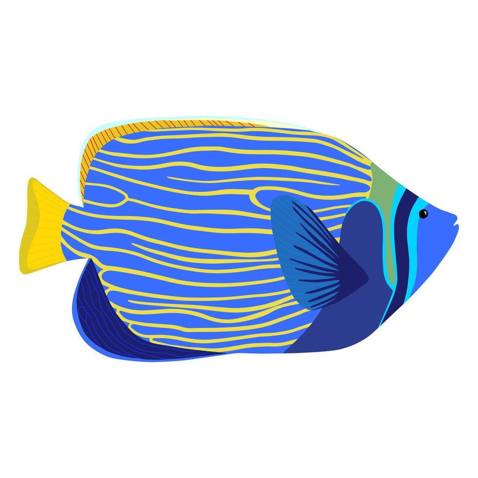 Emperor angelfish cartoon isolated illustration. Pomacanthus imperator vector