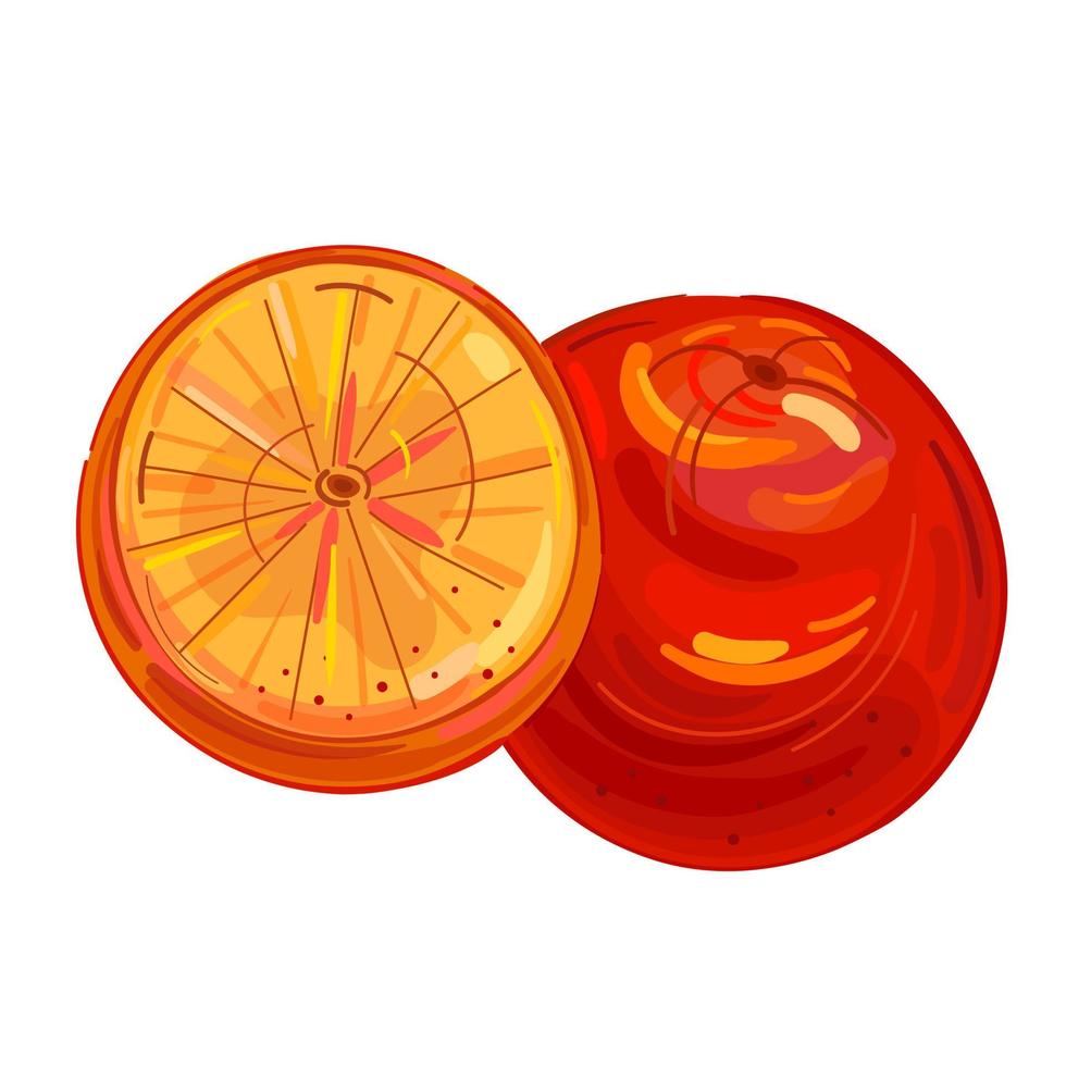 Vector illustration fruit orange hand draw style. Vector painting.