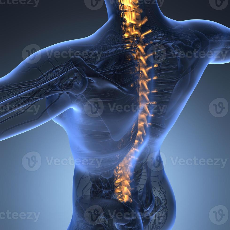 Human backache and back pain with an upper torso body skeleton showing the spine and vertebral column photo