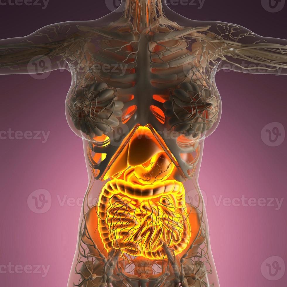 ciencia anatomía del cuerpo de la mujer con sistema digestivo brillante foto