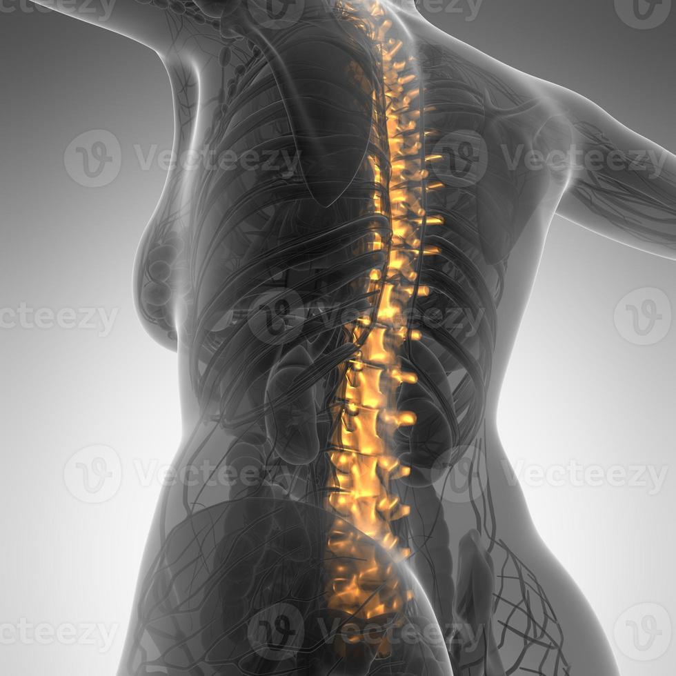 Human backache and back pain with an upper torso body skeleton showing the spine and vertebral column photo