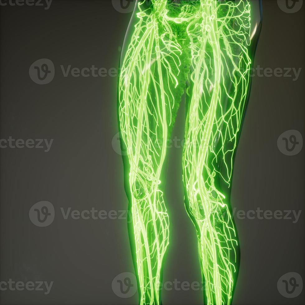 Blood Vessels of Human Body photo