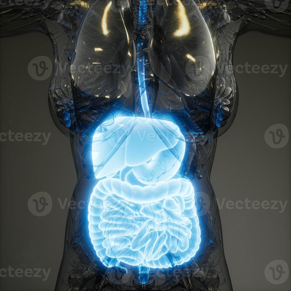 3d illustration of human digestive system parts and functions photo