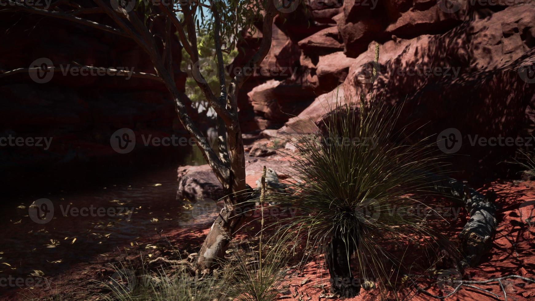 Colorado river with red stones and trees photo