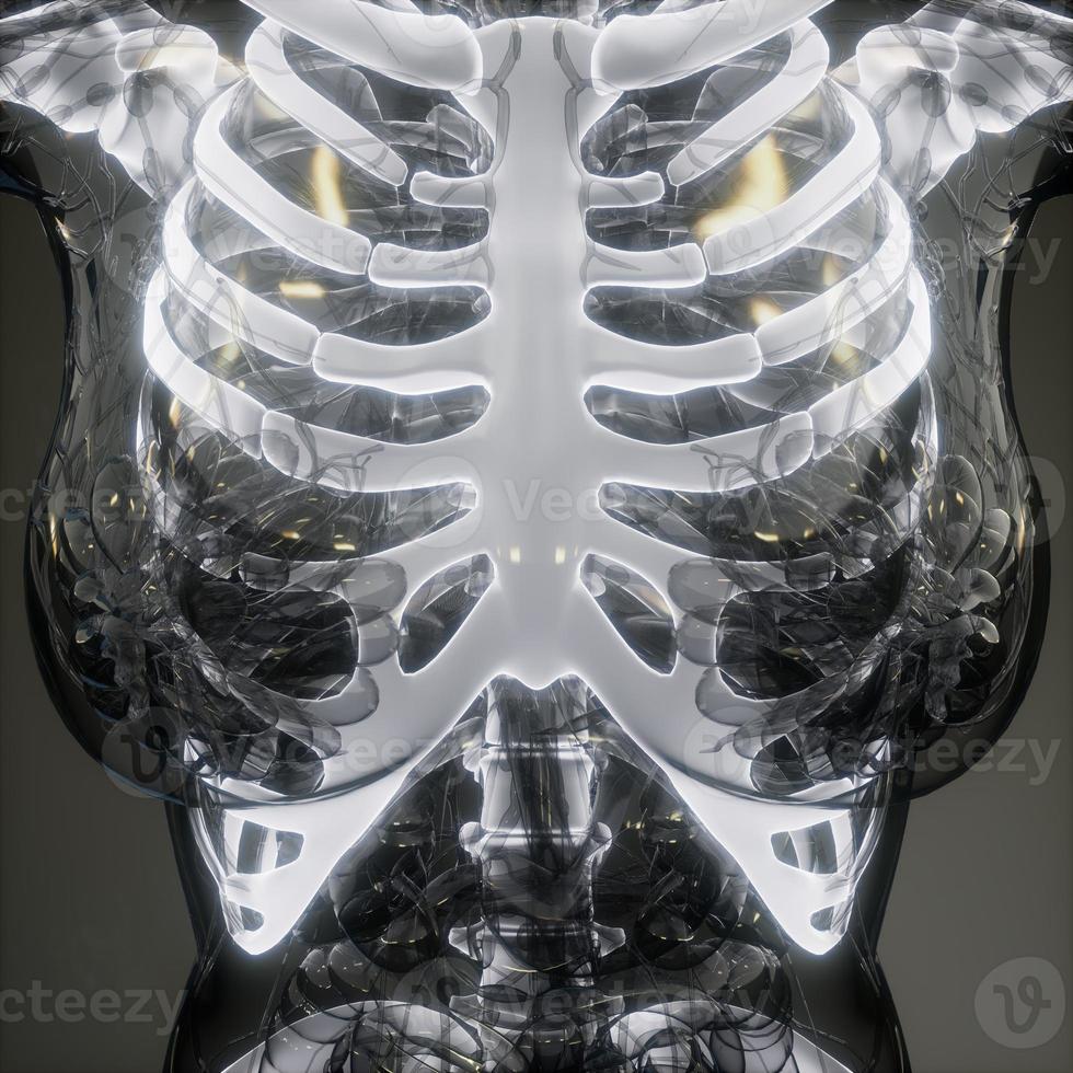 Transparent Human Body with Visible Bones photo