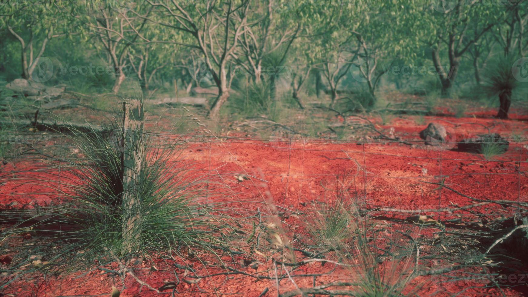 rural farm boundary fencing in poor condition and long dead dry grass photo