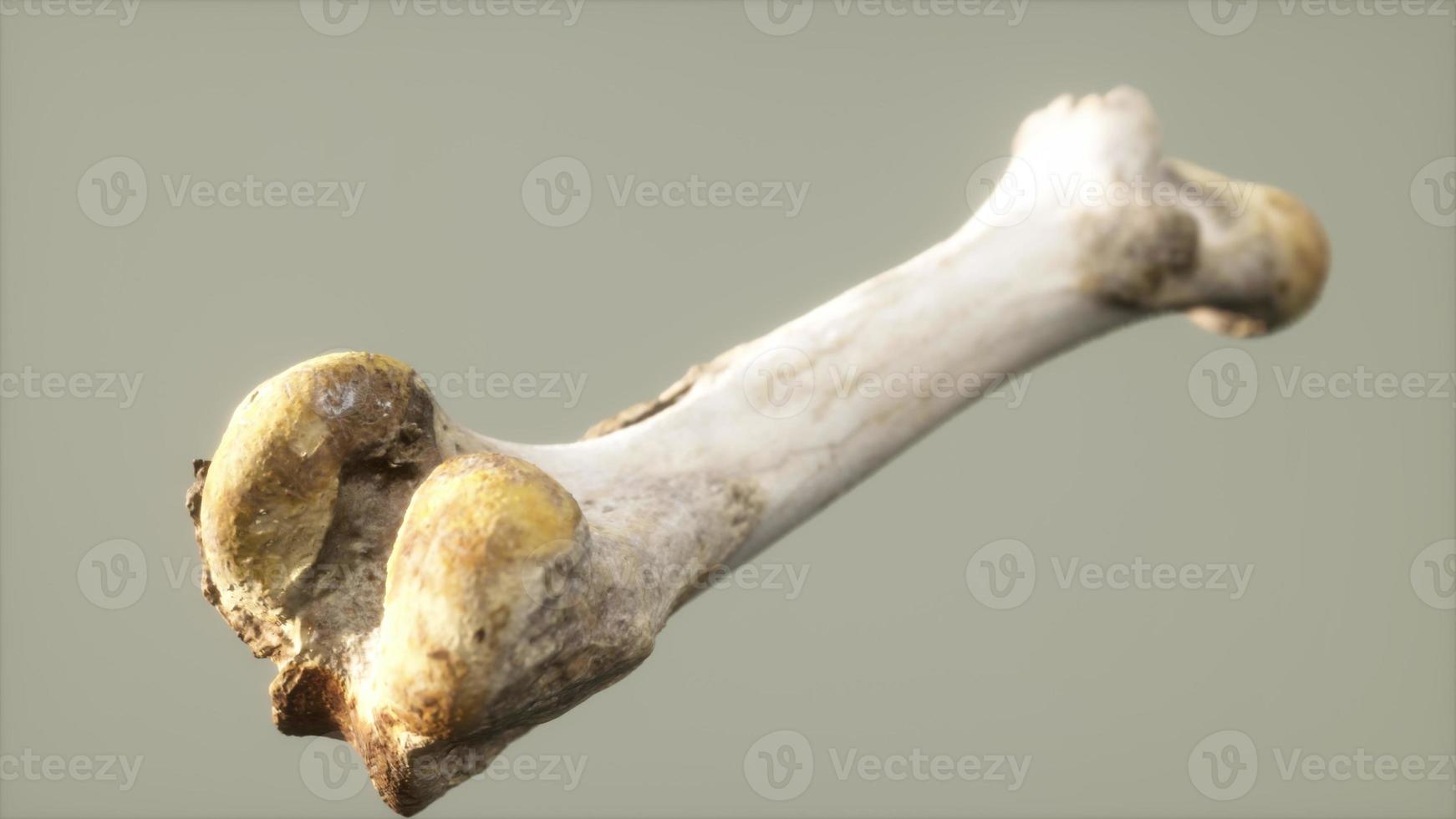 The leg bone of an big animal photo