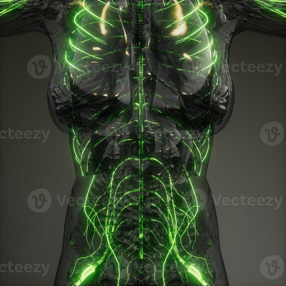 Human Neurology System Radiology Exam photo