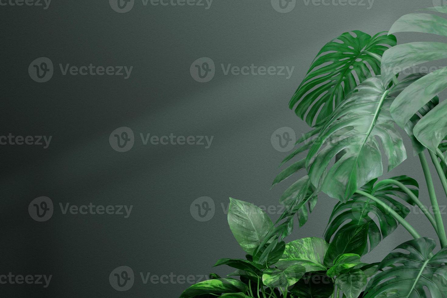 ilustración 3d hojas verdes de la planta de monstera que crecen en la naturaleza, la planta del bosque tropical, la vid perenne sobre fondo negro. foto