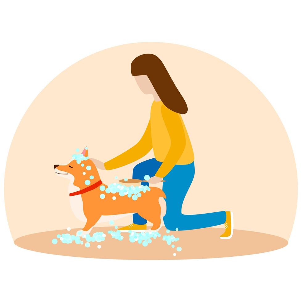 A woman washes her puppy Welsh Corgi. Dogs in soap foam. vector
