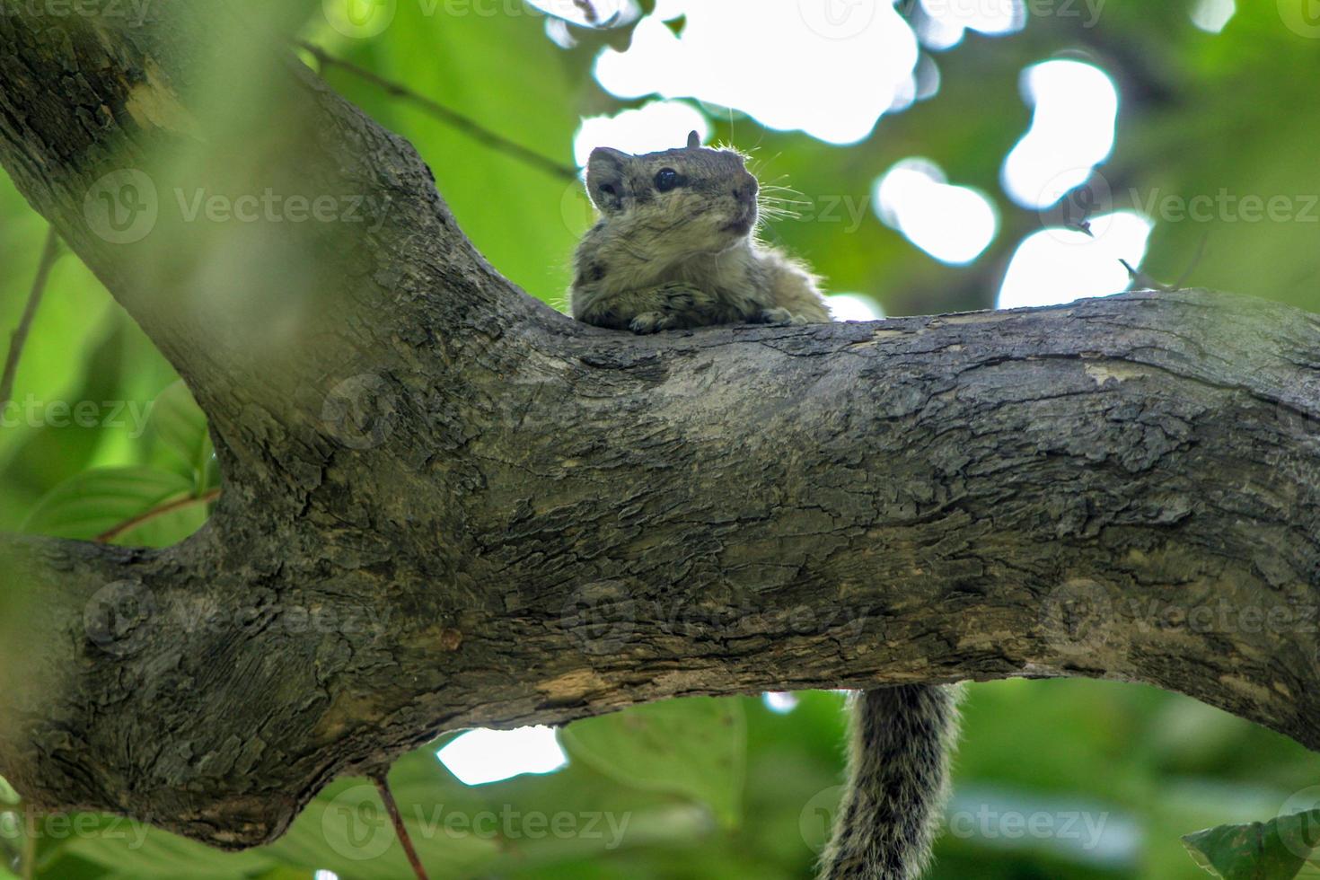 cute squirrel on a branch of a tree photo