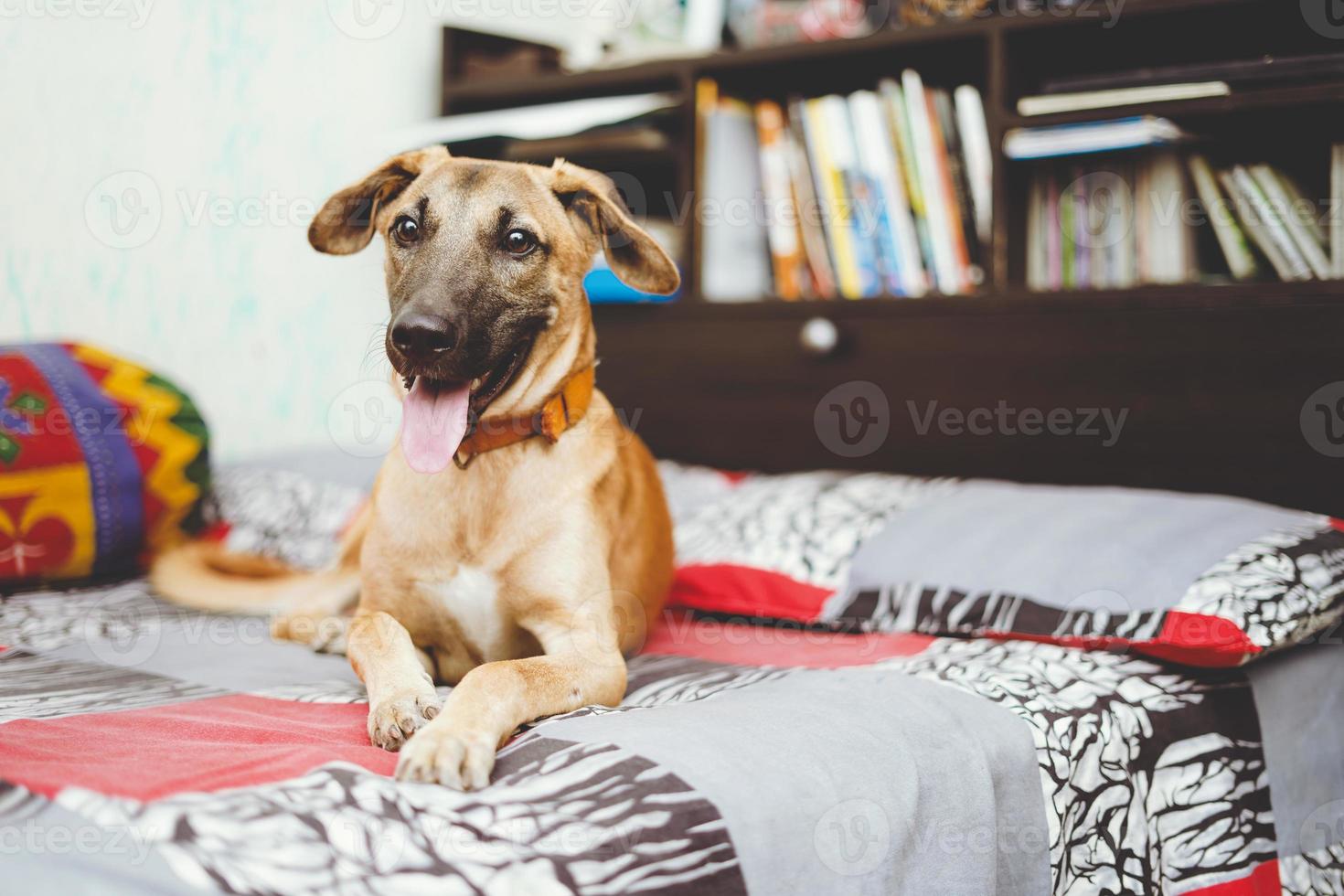 un perro feliz sentado en la cama con la lengua fuera foto