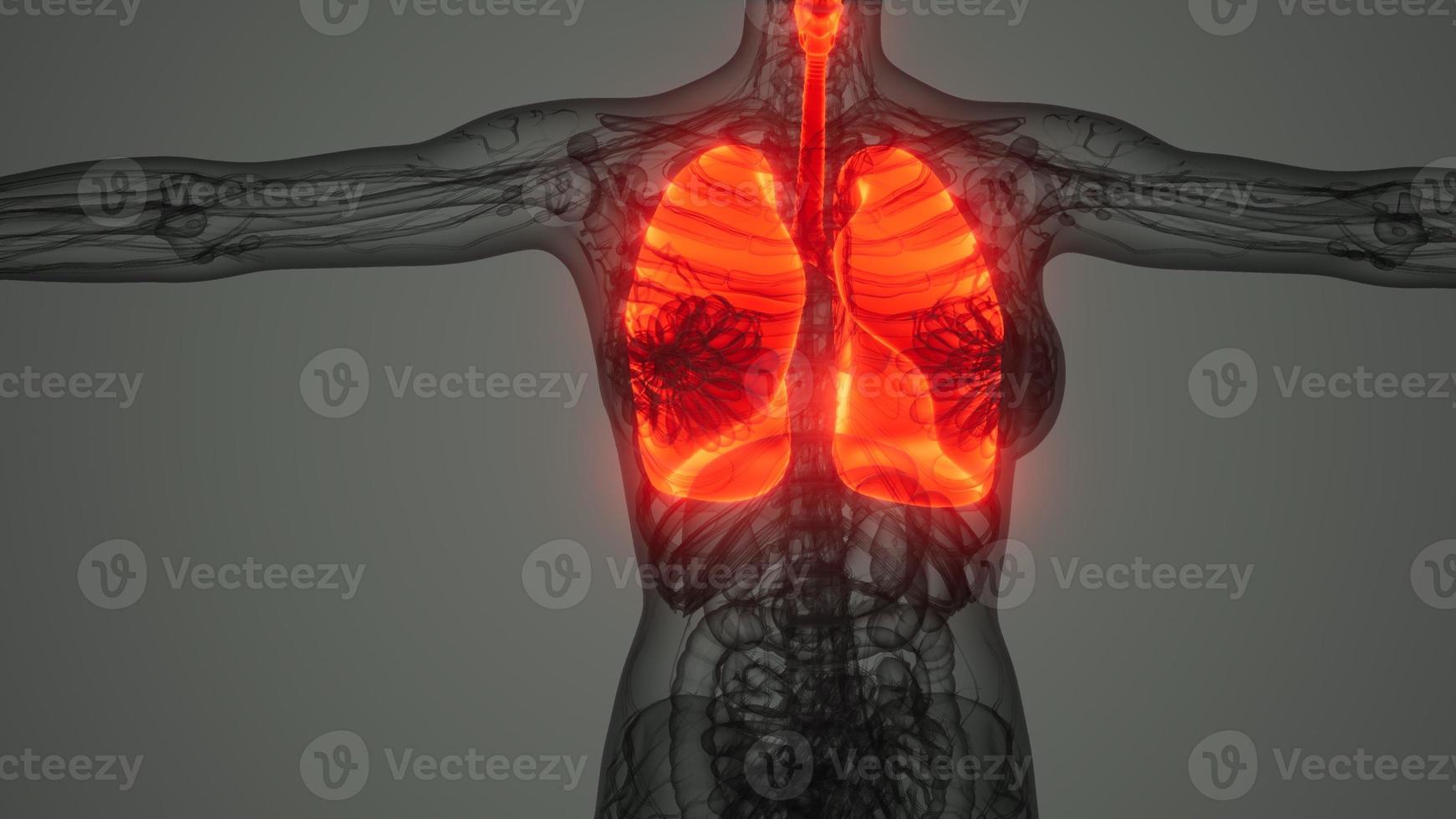 análisis de anatomía científica de los pulmones humanos foto