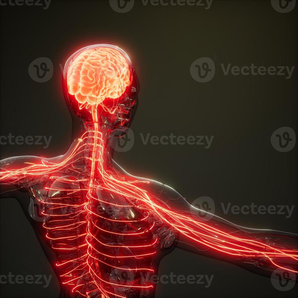 examen de radiología del cerebro humano foto