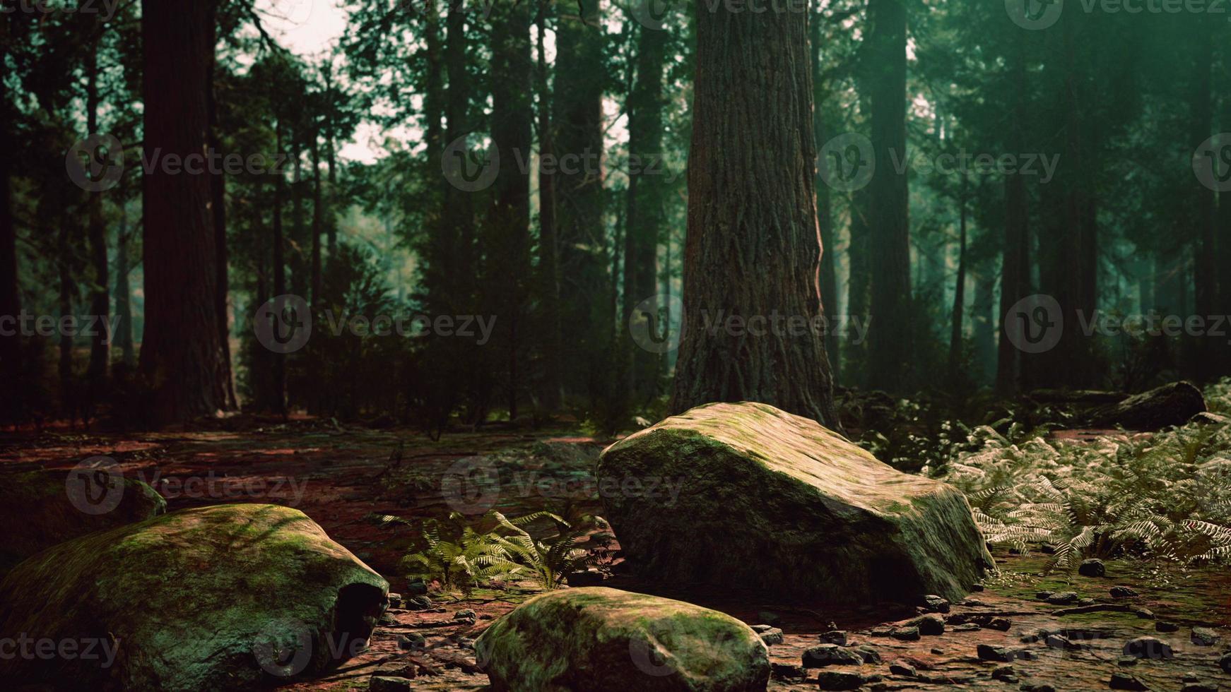 Sunset in the Sequoia Forest photo