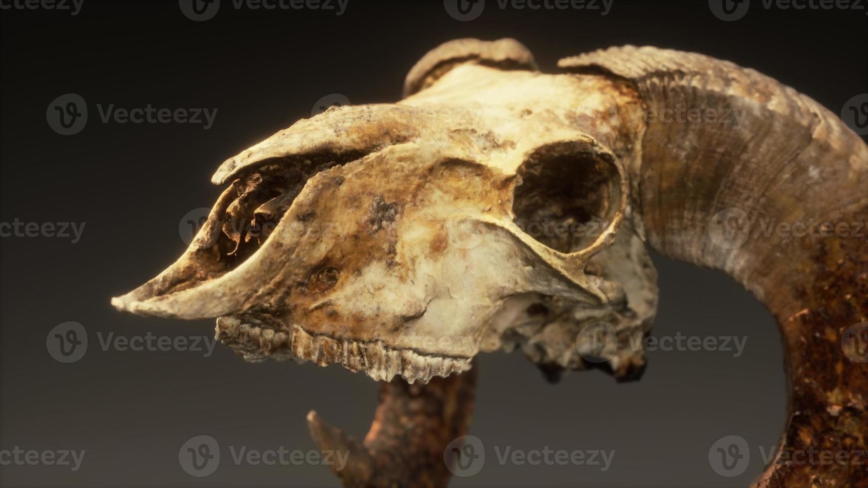 large old ram skull rotate photo